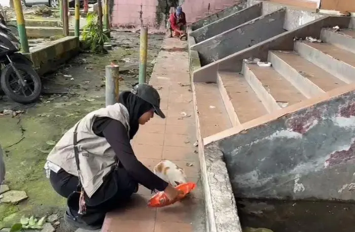 100 kucing liar di pasar petisah diberi makan avi mereka bukan hama 2025 07 14 20 35 52 1376